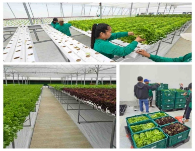 Philippines' NFT Farming Project Yields Record Harvest with Premium Quality