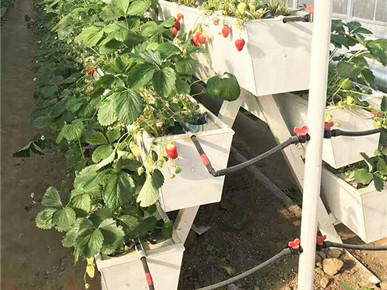 Modern agricultural strawberry planting equipment PVC planting trough