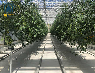 Hydroponic vegetable production management-the use of nutrient solution for soilless culture