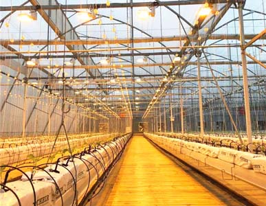 The importance of greenhouse ventilation design