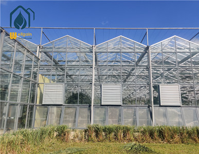 Why are Dutch greenhouses mostly Venlo greenhouses?